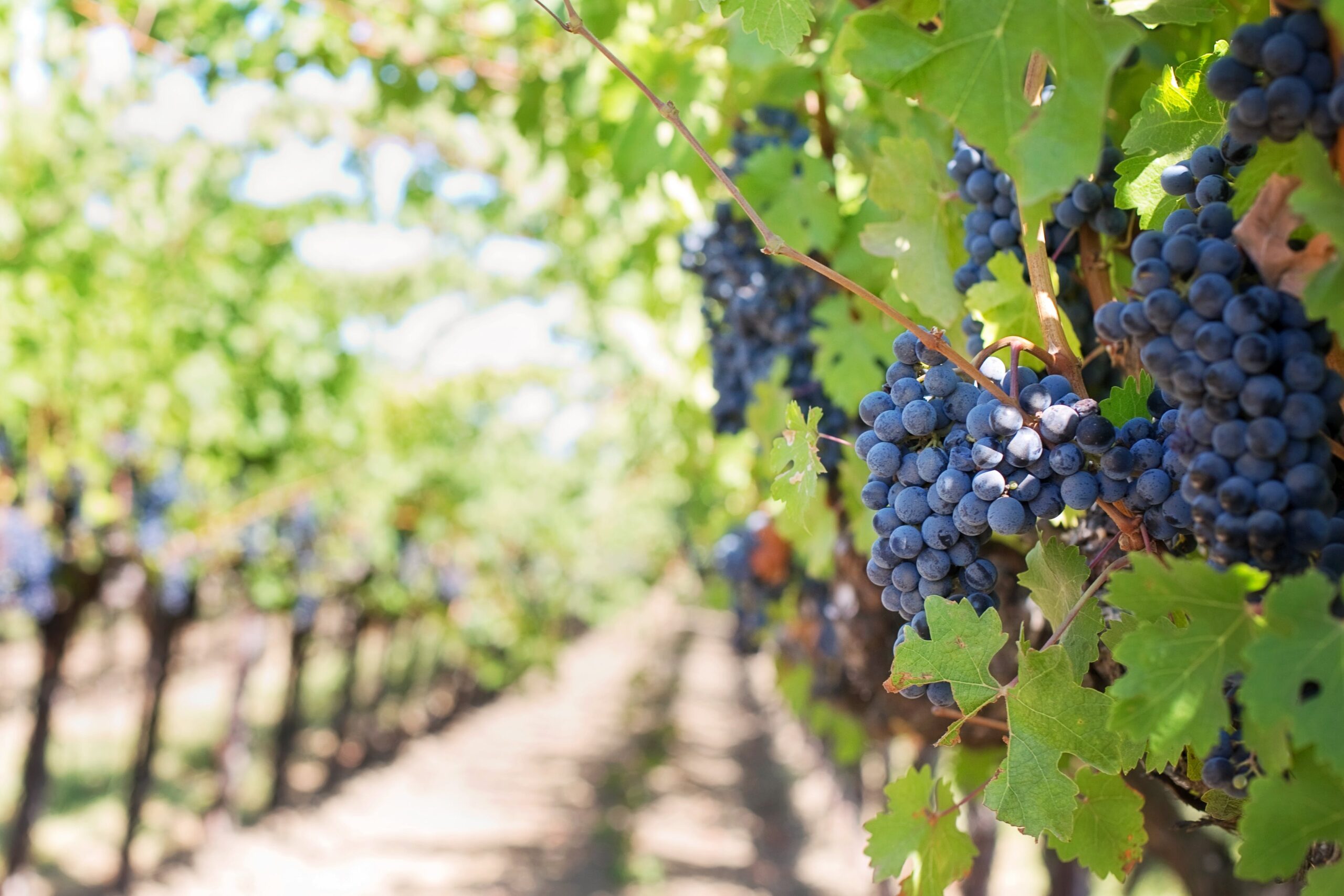 uvas