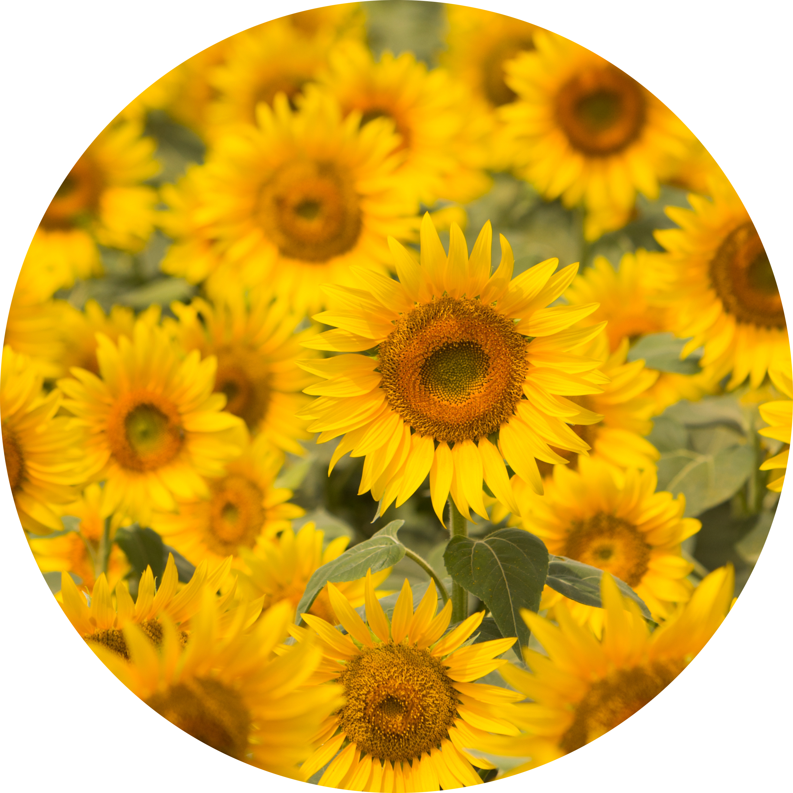 Para cada amor, uma flor: encontre o presente perfeito neste guia 6 AdobeStock 61944321 modified 6