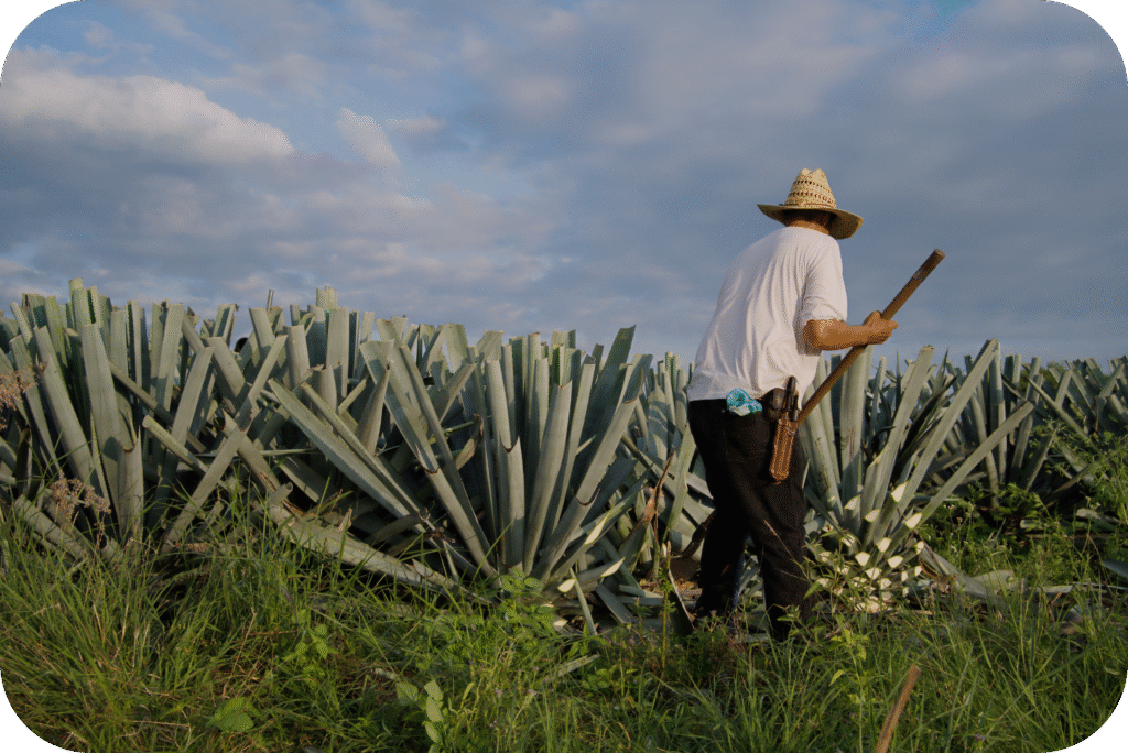 Dia Internacional da Tequila: uma dose da cultura mexicana 1 back view farmer straw hat harvesting agave plant countryside modified 1