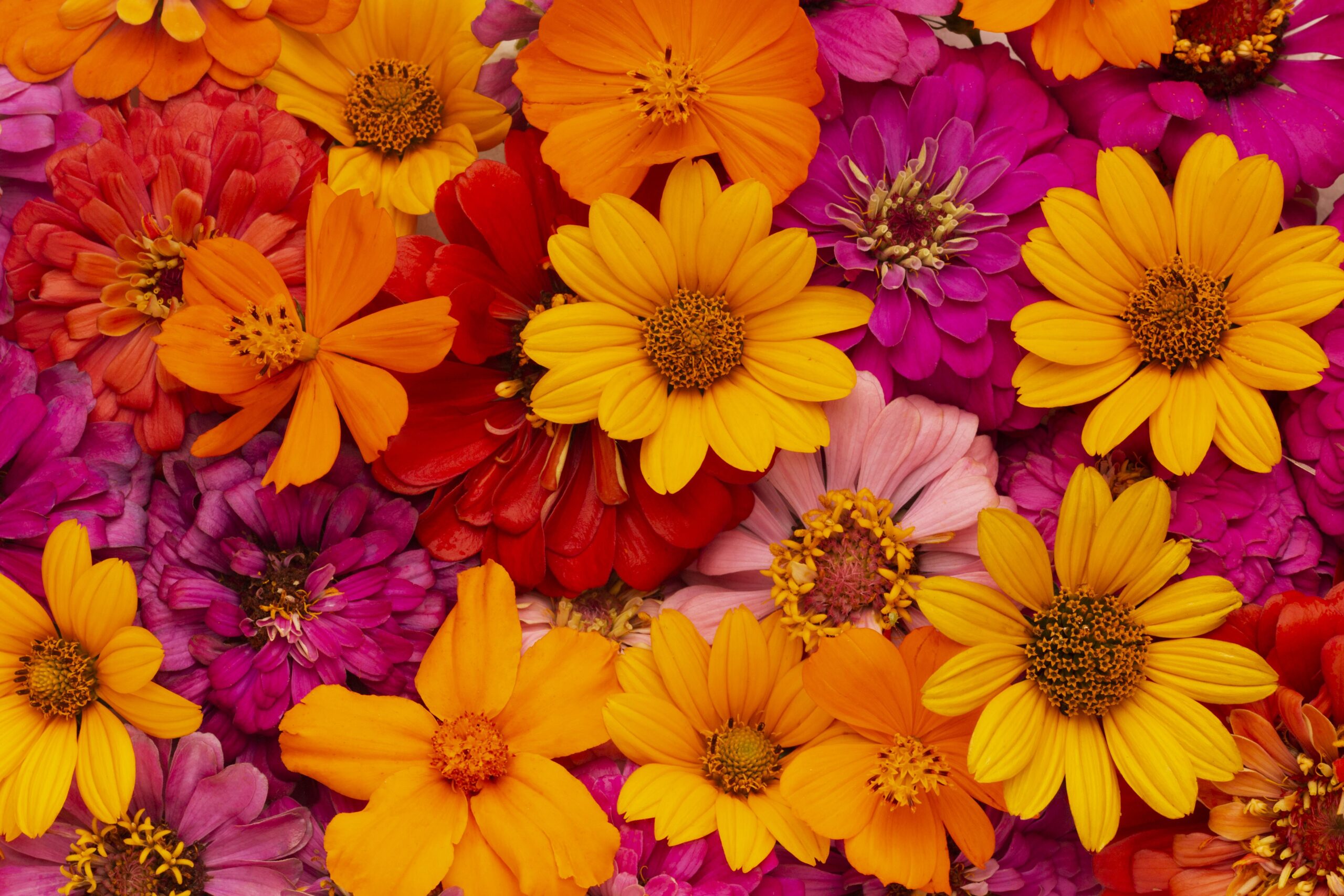 Notícias 11 Ideias de flores para decorar a casa