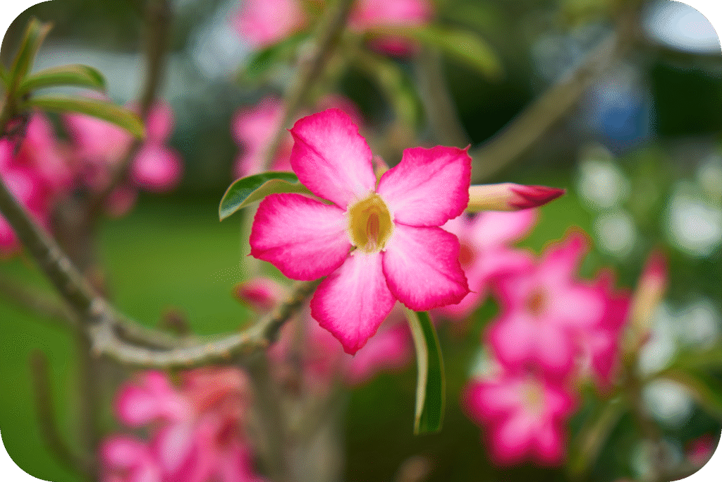 Ideias de flores para decorar a casa 7 flor grupo da natureza objetos flor de planta modified 2