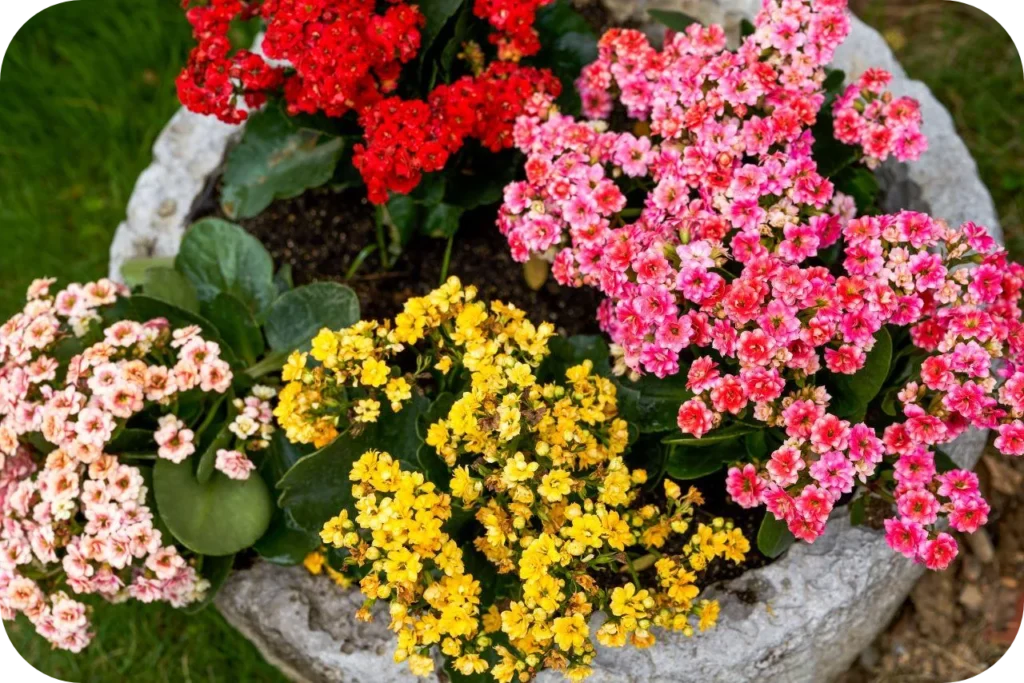 kalanchoes modified 1