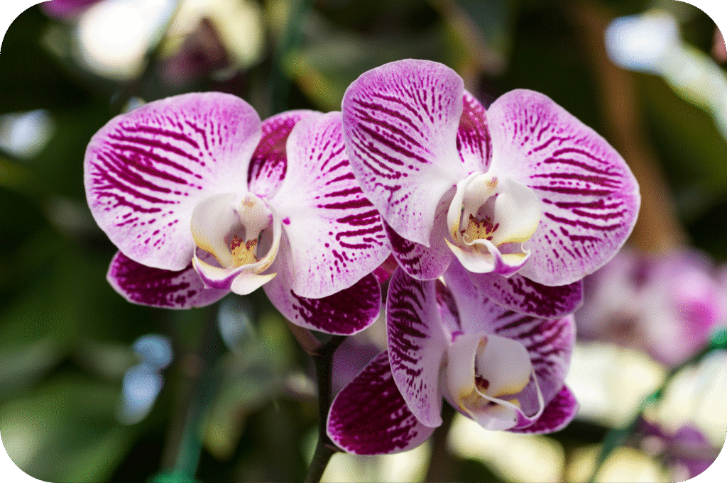Ideias de flores para decorar a casa 6 purple phalaenopsis orchid flower modified 4